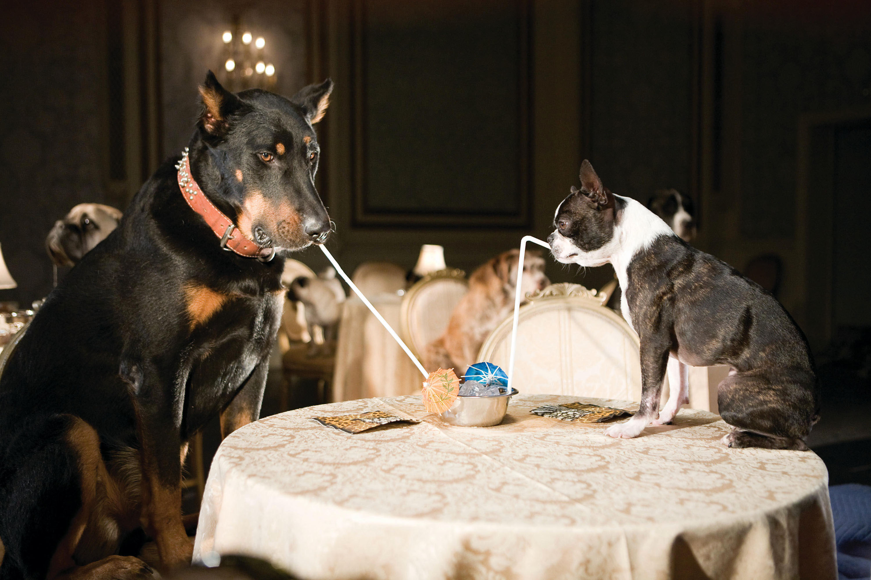 _Next up in the pet-palooza: pup-tails_