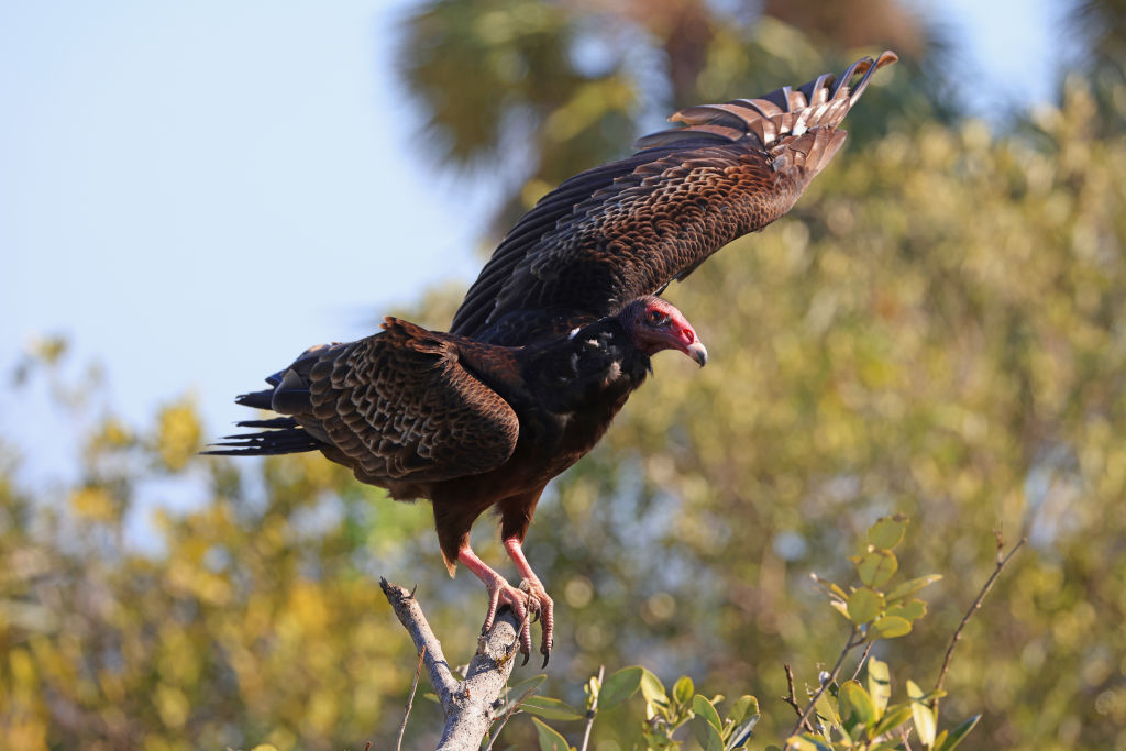 Florida Wildlife And Daily Life Scenes