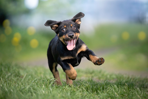 Cheerful puppy runs on the grass