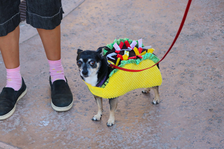 Auditioning to be the Taco Bell Business School mascot [Patricia Marroquin/Moment via Getty Images]