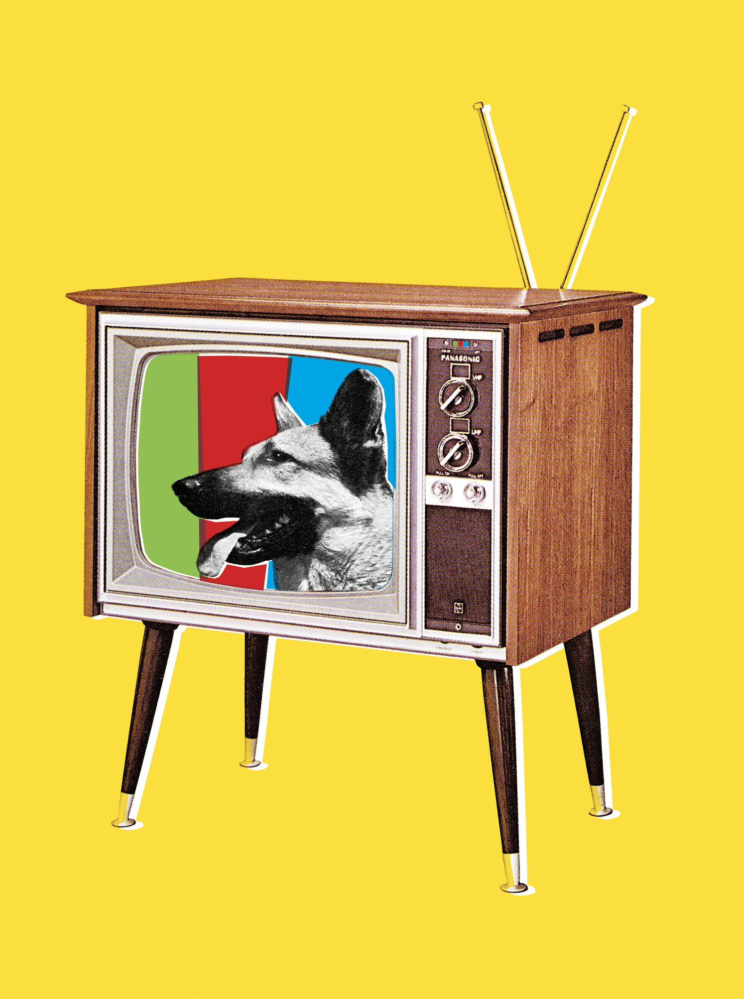 German Shepherd Dog on TV Screen