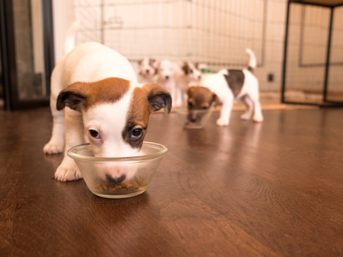 A gourmet meal for a good boy (Natalia Boychenko/Getty Images)